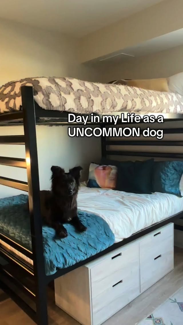 UNCOMMON is the perfect spot for you and your pet \ud83d\udc3e\n\nPet-friendly, great amenities, and best location\n\nTake that next step to schedule a tour or apply through the link in our bio to secure spot!