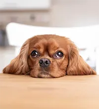 Cute Dog in UNCOMMON Dinkytown Apartment Unit
