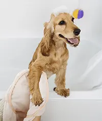 Pet Friendly Apartments with Dog Wash